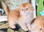 Scottish Fold Golden Longhair Female - Scottish Fold Kitten For Sale - Orlando, FL, US