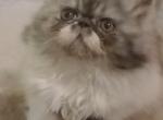 Longhair exotic persian kitten - Persian Kitten For Sale - 