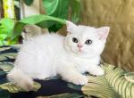 British Shorthair Silver Chinchilla Female - British Shorthair Kitten For Sale - Orlando, FL, US