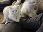 Odd eyed - Minuet Kitten For Sale - 