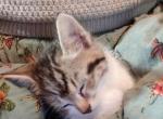 Esther - Domestic Kitten For Sale - Salem, OR, US