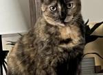 Tippy - Domestic Cat For Adoption - Hebron, KY, US