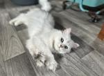 Willow - Persian Cat For Sale - New Smyrna Beach, FL, US