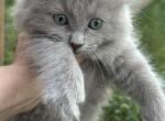 Bambi - Ragdoll Kitten For Sale - New Smyrna Beach, FL, US