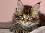 Maine Coon female - Maine Coon Kitten For Sale - 