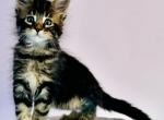 Maine Coon - Maine Coon Kitten For Sale - 