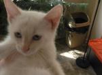 Elsa - Siamese Kitten For Sale - 