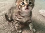 Pepper - Bengal Kitten For Sale - 