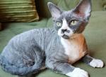 Akira - Devon Rex Kitten For Sale - 