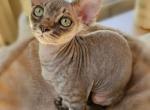 Alton - Devon Rex Kitten For Sale - 