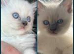 2 male Ragdoll kittens Kats Ravishing Ragdolls - Ragdoll Kitten For Sale - 