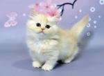 Grey Minuet male red silver tabby - Munchkin Kitten For Sale - Miami, FL, US