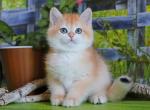 Harper British Shorthair male black golden chinch - British Shorthair Kitten For Sale - Miami, FL, US