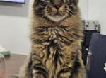 Tiger - Maine Coon Kitten For Sale - Staten Island, NY, US