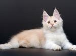 Mistika Maine Coon female cream silver tabby - Maine Coon Kitten For Sale - Miami, FL, US