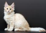 Milagros Maine Coon female cream silver tabby - Maine Coon Kitten For Sale - Miami, FL, US