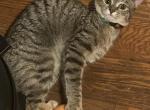 Bing - Domestic Cat For Adoption - Holyoke, MA, US