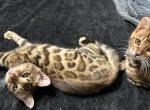 Sheba kittens - Bengal Kitten For Sale - Lorena, TX, US