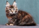 Jane Maine Coon female black tortie tabby - Maine Coon Kitten For Sale - Miami, FL, US