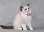 Ida Ragdoll female seal bicolour - Ragdoll Kitten For Sale - Miami, FL, US