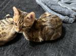 Sheba - Bengal Kitten For Sale - 