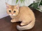 British Shorthair Golden  Female - Brazilian Shorthair Kitten For Sale - Orlando, FL, US