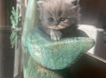 Misha - Persian Cat For Sale - Allen, TX, US