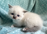 British Shorthair Seal Point  Female - British Shorthair Kitten For Sale - Orlando, FL, US