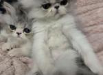 Mia's boys - Persian Kitten For Sale - De Witt, IA, US