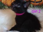 Mattie's Girl 2 - Bengal Kitten For Sale - 