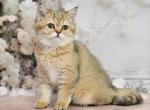 Rimma - Scottish Straight Kitten For Sale - Los Angeles, CA, US