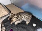 Ryker Tan Collar - Bengal Kitten For Sale - 