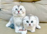 Scottish fold Chinchilla kittens - Scottish Fold Kitten For Sale - 