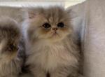 Blue golden Persians - Persian Kitten For Sale - St. Joseph, MI, US