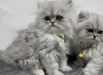 Shaded silver Persian male - Persian Kitten For Sale - St. Joseph, MI, US