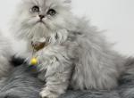 Male Shaded silver Persian - Persian Kitten For Sale - St. Joseph, MI, US