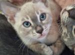 Romeo - Bengal Kitten For Sale - Rutherford, NJ, US