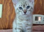 Ramses - Bengal Kitten For Sale - Rutherford, NJ, US