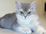 Timmi British Shorthair male blue golden shaded - British Shorthair Kitten For Sale - Miami, FL, US