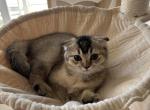 Leo - Scottish Fold Kitten For Sale - 