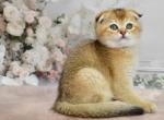 Ramzes - Scottish Fold Kitten For Sale - Los Angeles, CA, US