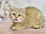 Rumina - Scottish Straight Kitten For Sale - Los Angeles, CA, US