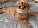 Chicha - Scottish Fold Kitten For Sale - San Mateo, CA, US