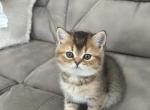 Pumpkin - Scottish Straight Kitten For Sale - Houston, TX, US