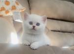 Junior - Scottish Straight Kitten For Sale - Houston, TX, US