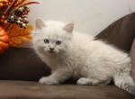 Holland of Romanov Dynasty - Siberian Kitten For Sale - Ashburn, VA, US