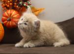 Hermes of Romanov Dynasty - Siberian Kitten For Sale - Ashburn, VA, US