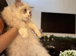 kitten boy - Siberian Kitten For Sale - 