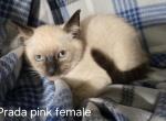 Siamese Seal Point Female - Siamese Kitten For Sale - 