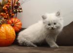 Helisent of Romanov Dynasty - Siberian Kitten For Sale - Ashburn, VA, US